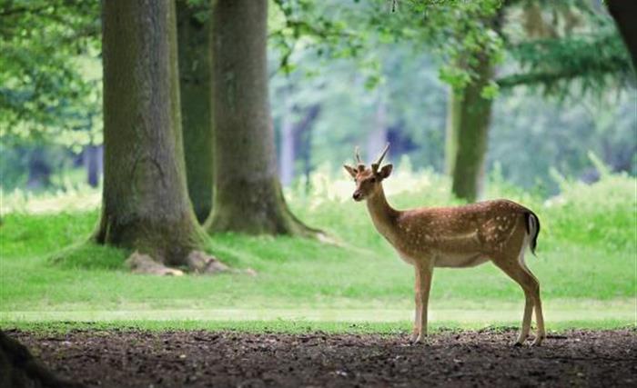 Le Center Parcs du bois aux daims dans la Vienne, près du camping du Futur