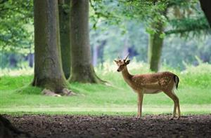 Le Center Parcs du bois aux daims dans la Vienne, près du camping du Futur
