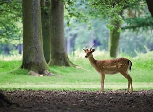 Le Center Parcs du bois aux daims dans la Vienne, près du camping du Futur