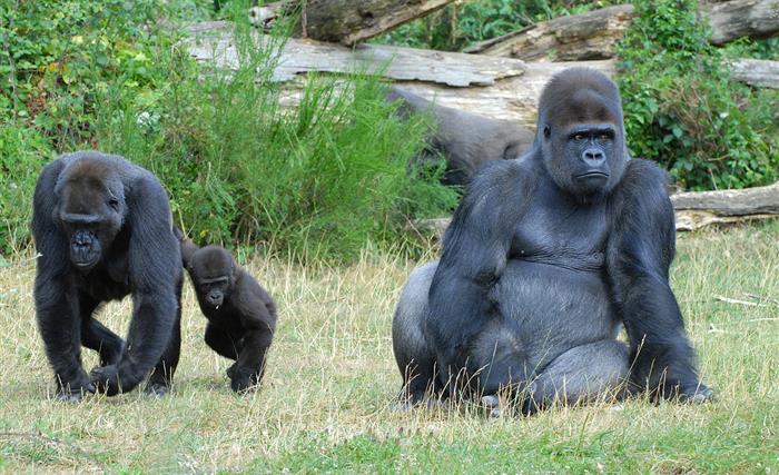 Bonobos de la Vallée des Singes