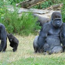 Bonobos de la Vallée des Singes