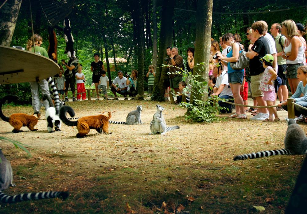 La Vallée des Singes
