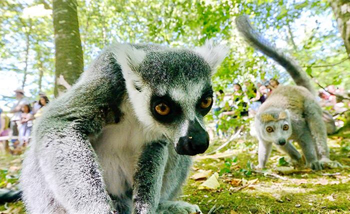 Lémuriens de la Vallée des Singes