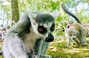 Lémuriens de la Vallée des Singes