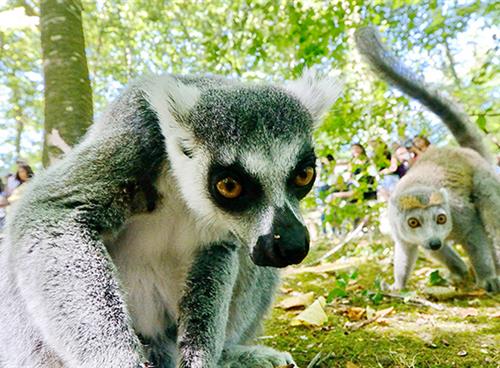 Lémuriens de la Vallée des Singes