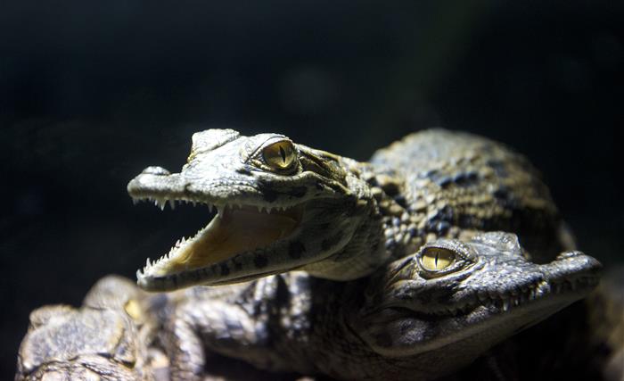 Alligator de Terre de Dragons
