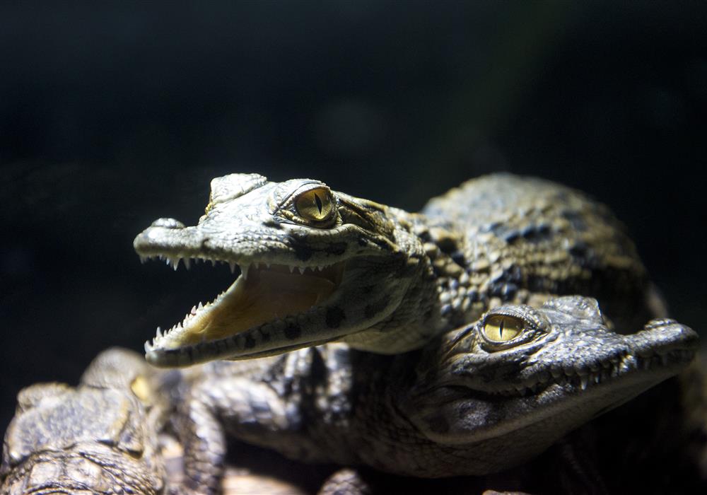 Alligator de Terre de Dragons