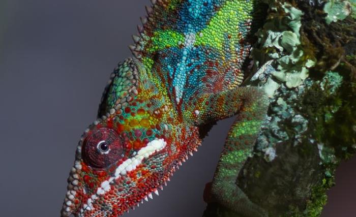 Caméléon de Terre de Dragons