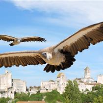 Les Géants du Ciel à Chauvigny