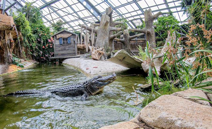 Crocodile de Terre de Dragons