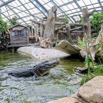 Crocodile de Terre de Dragons